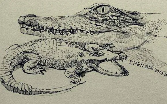 MACD波段操作鳄鱼法则运用 application-of-crocodile-rule-in-macd-band-operation