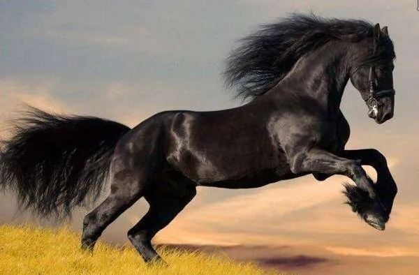 用股市K线图中的这两种方法寻找黑马！ use-these-two-methods-in-the-stock-market-candlestick-chart-to-find-dark-horses